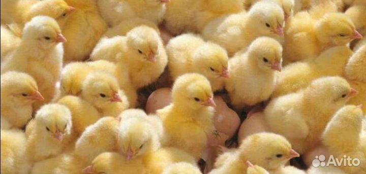 Цыплята бройлеры кобб 500