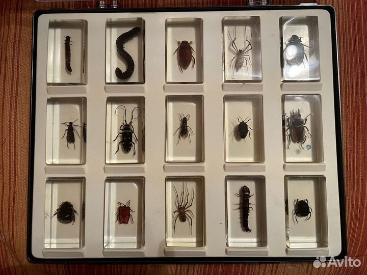 Коллекция насекомых в стекле Deagostini