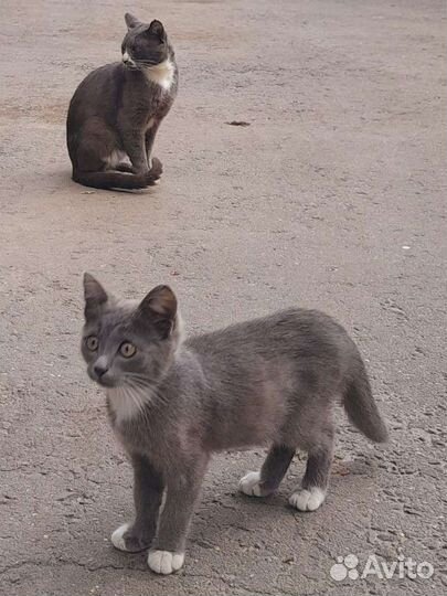 Котёнок в добрые руки бесплатно