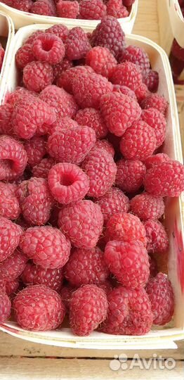 Малина вкусная сладкая с бесплатной доставкой