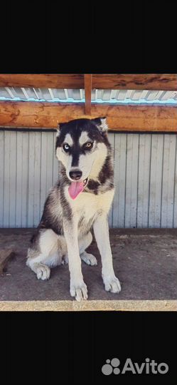 Красавица хася