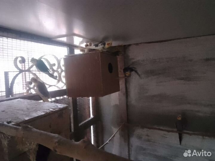 Волнистые попугаи