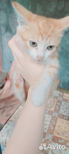 Отдам кошку в добрые руки