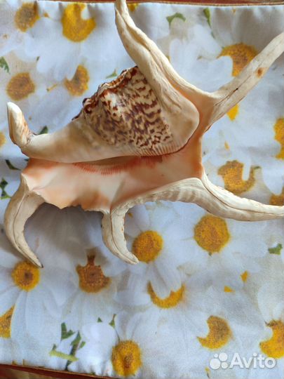 Ракушка морская