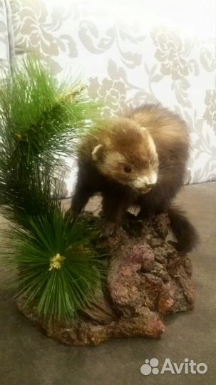 Чучело норки