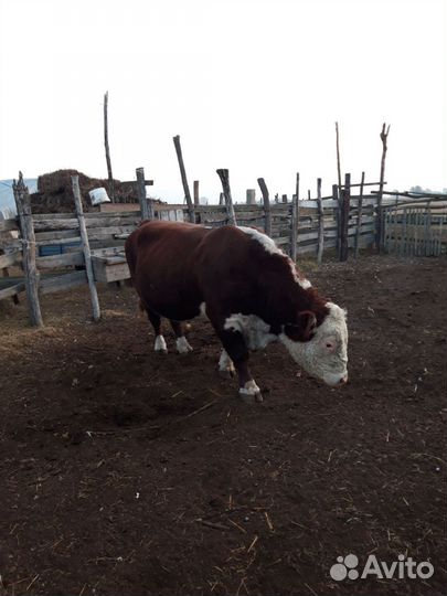 Быки на племя