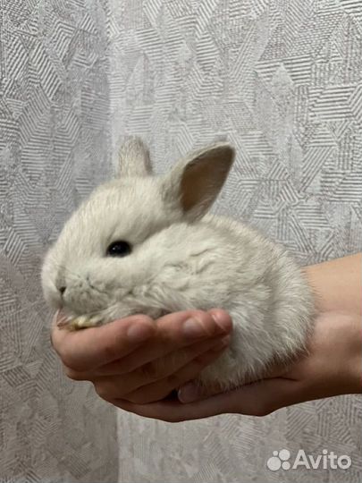 Кролик