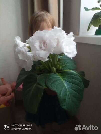 Глоксиния махровая