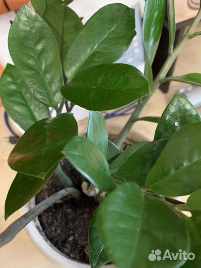 Замиокулькас с горшком