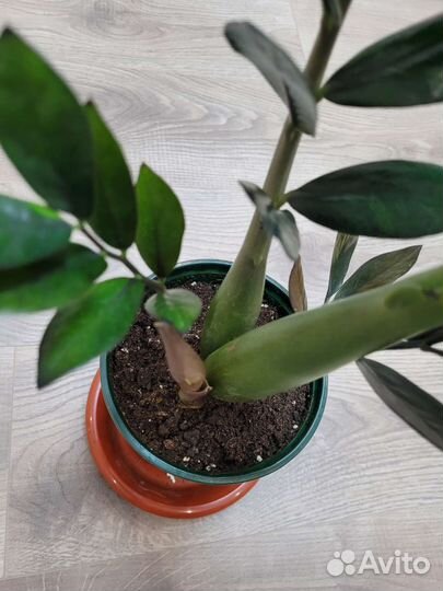 Замиокулькас черный равен