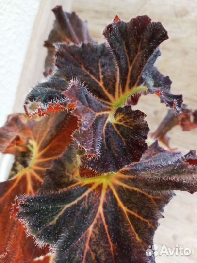 Бегонии коллекция более100 сортов