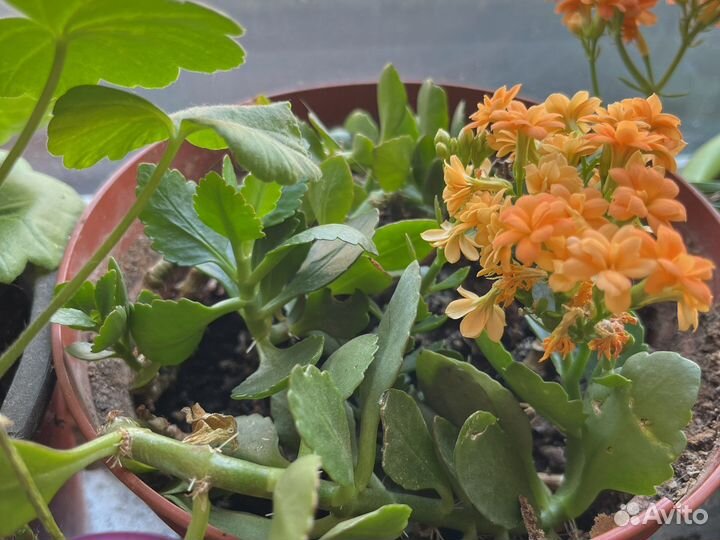 Каланхоэ цветущий