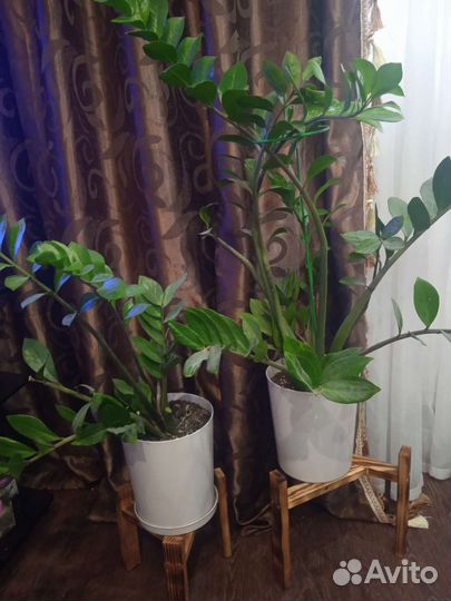 Замиокулькас, Алаказия