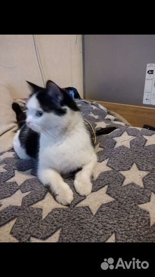 В добрые руки