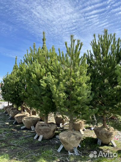 Сосна крупномер