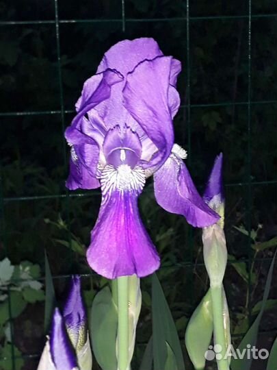 Ирис