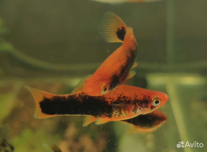 Аквариумные рыбки