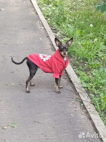 Мини той-терьер щенок