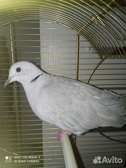 Смеющаяся горлица