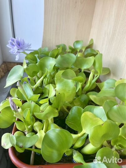 Водный гиацинт