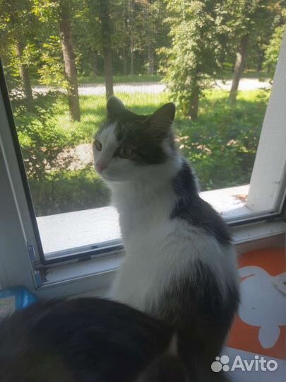 Кошка в дар бесплатно