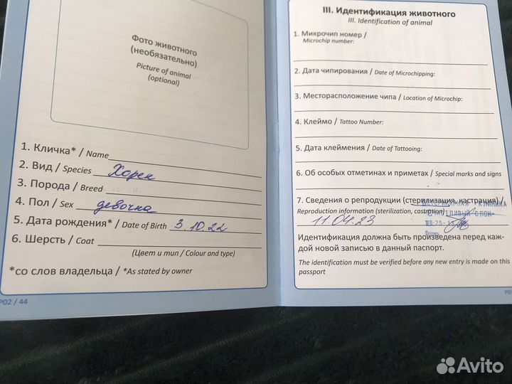 Хорек девочка