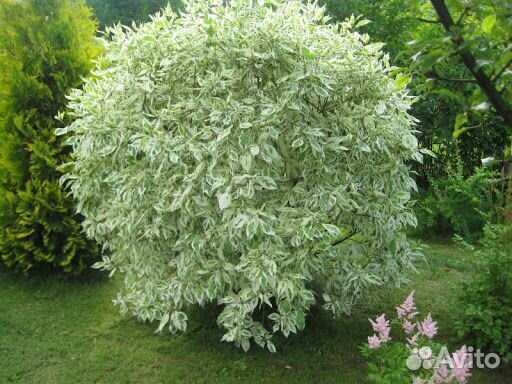 Дерны декоративные, Бересклет, саженцы