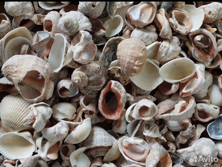 Морские ракушки раковины