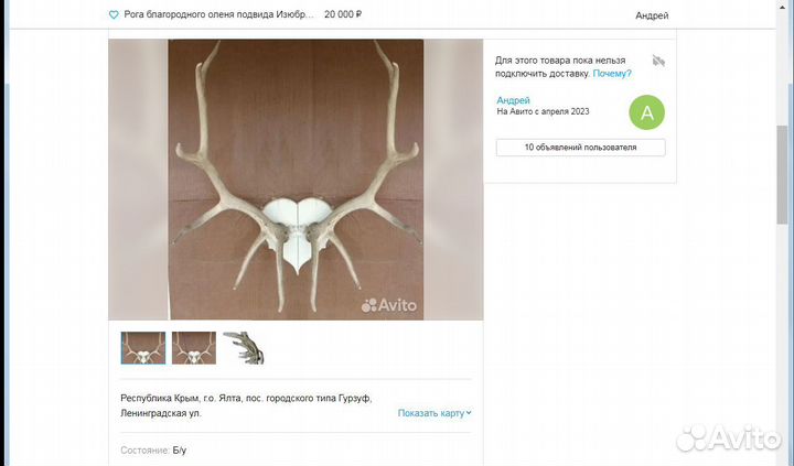 Рога благородного оленя подвида Изюбрь, большие