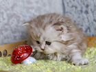 Серебристо-шоколадный котёнок