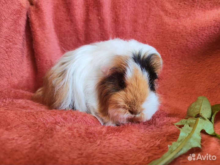 Морская свинка