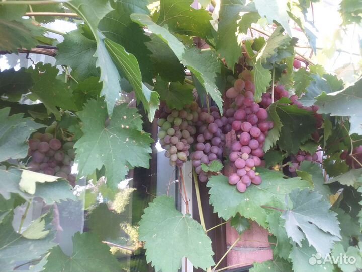 Саженцы винограда