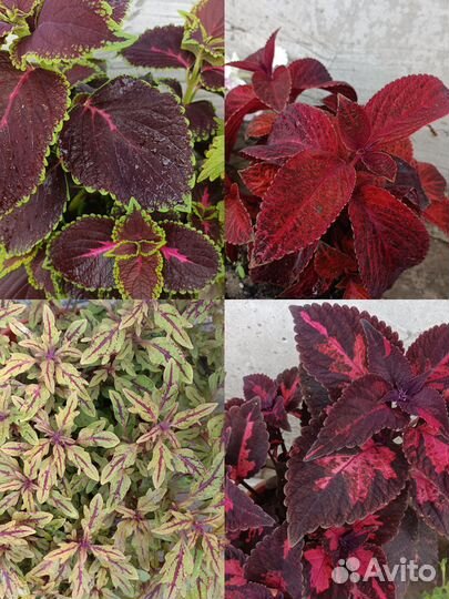 Колеусы вегетативные