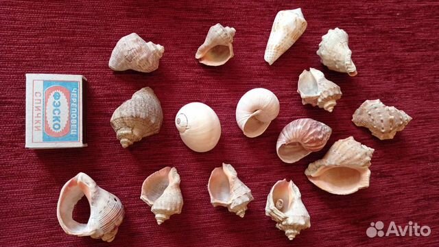 Ракушки, раковины морские