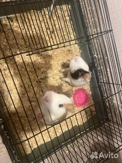 Морская свинка