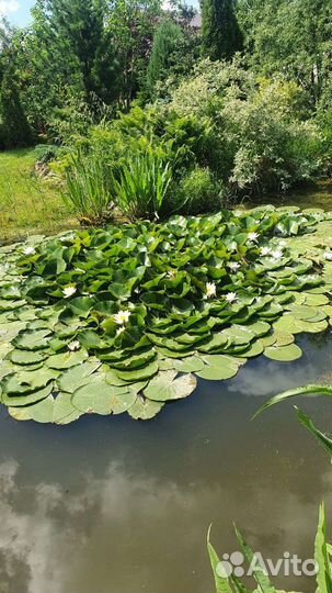 Лилия нимфея