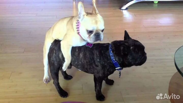 Инструктор по вязке собак