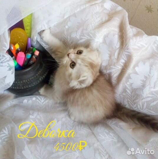 Шотландские котята