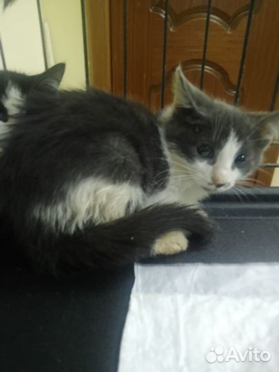 Очень трогательные котята в добрые руки