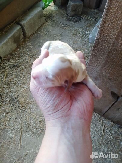 Щенки русского охотничьего спаниеля