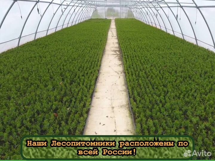 Сеянцы в кассетах зкс сосны и ели