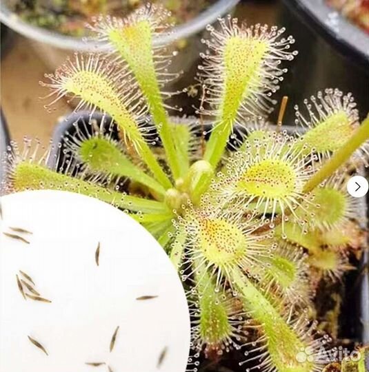 Семена Росянок 15-20 шт, Насекомоядное растение