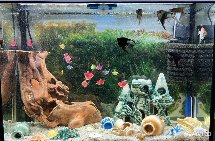 Обслуживание аквариумов