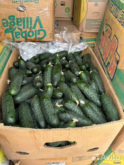 Огурцы свежие