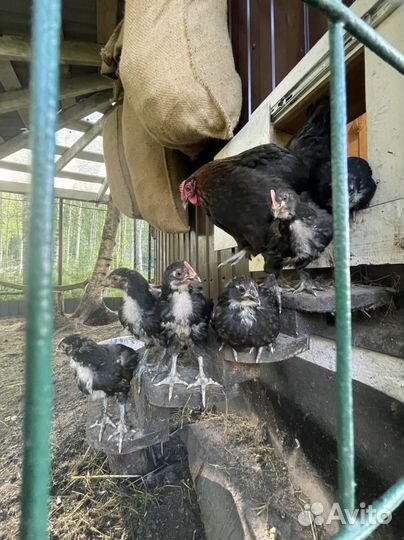 Цыплята медный маран