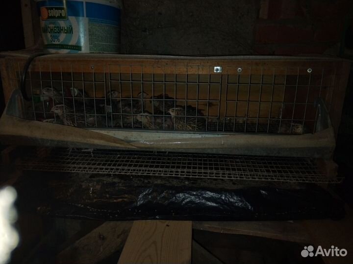 Клетки для перепелов бу