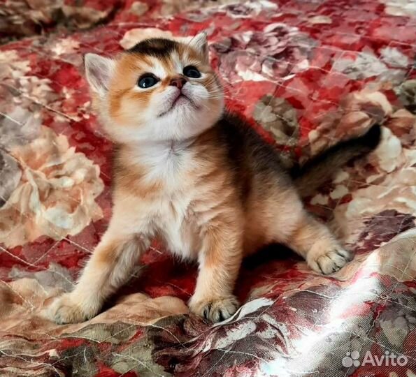 Вислоушка и прямоушка окрас черное золото