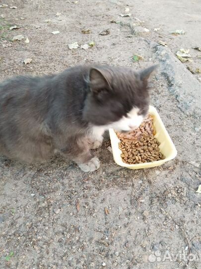 Отдам кота в добрые руки