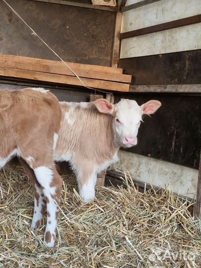 Коровы и телки