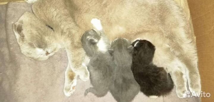 Котята британской скоттиш-фолд